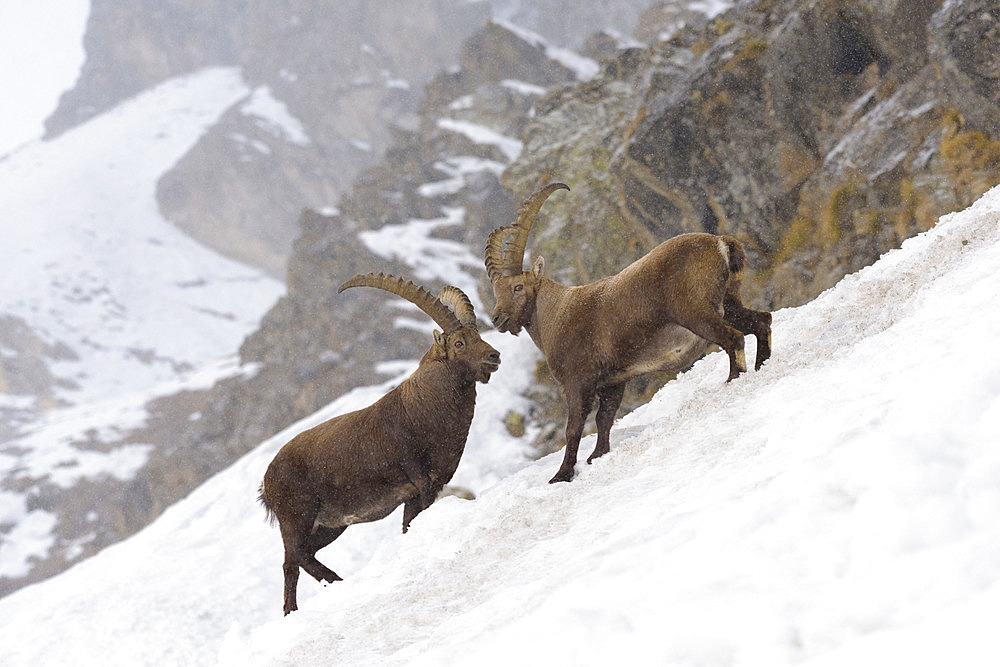 Alpine Ibex in wintertime, Capra ibex, Gran Paradiso National Park, Alps, Italy, Europe