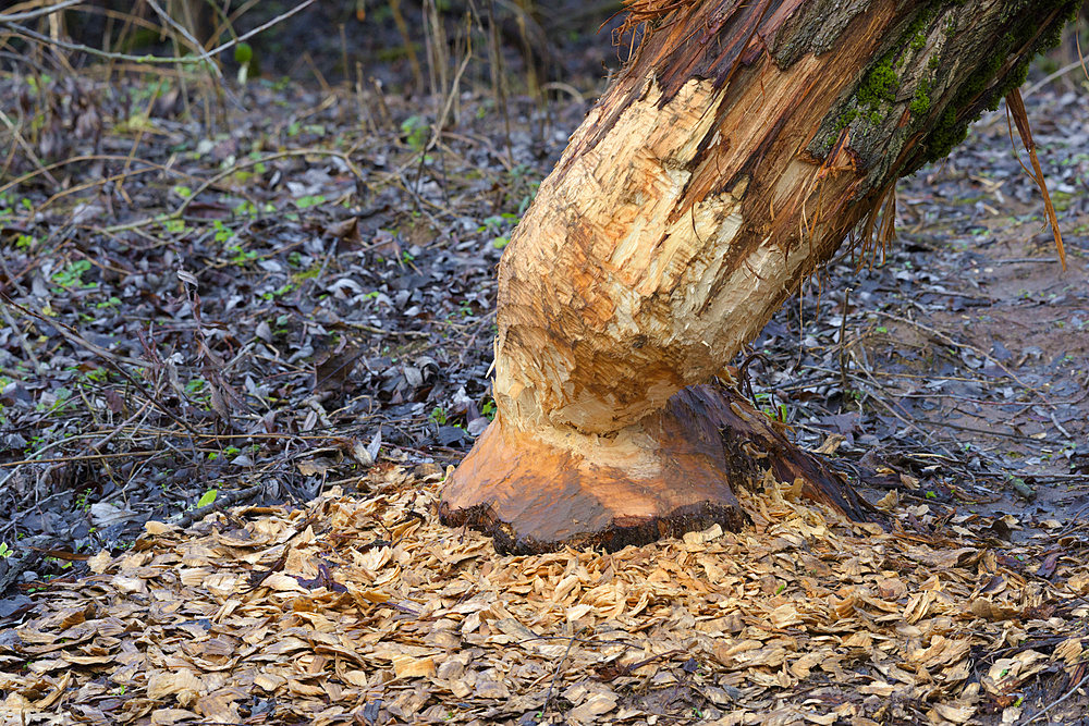 Tree trunk gnawed by european beaver, Castor fiber, Germany, Europe