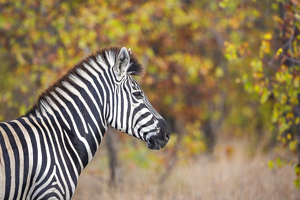 Plains zebra (Equus quagga burchellii) portrait in fall colors background in Kruger National park, South Africa