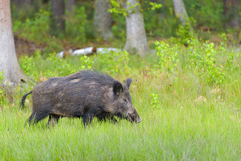 Wild boar, Sus scrofa, Female, Springtime, Hesse, Germany, Europe