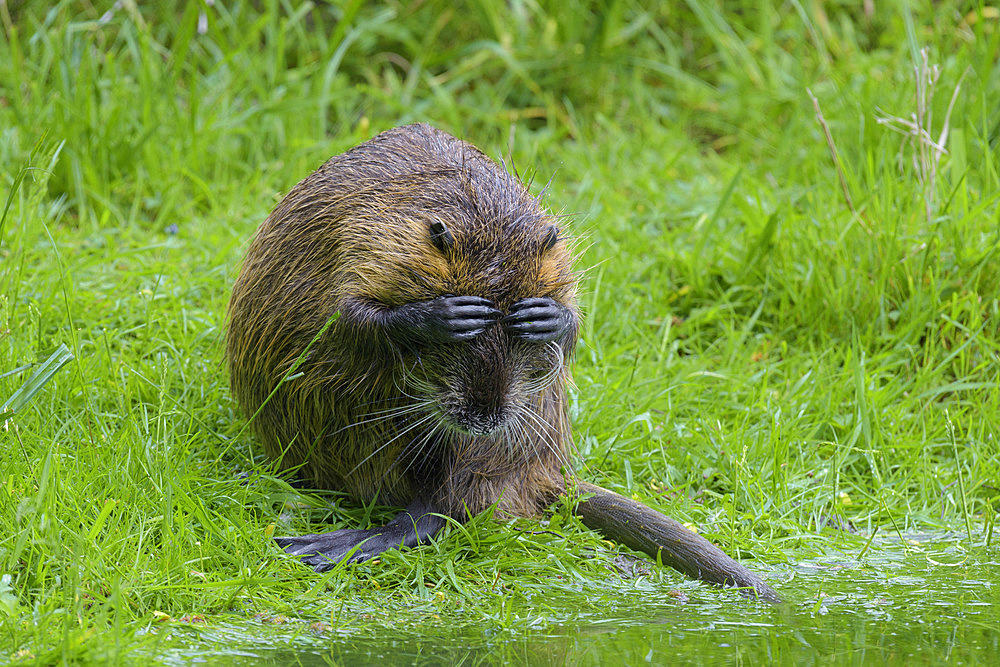 Coypu, Myocastor coypus, Germany, Europe