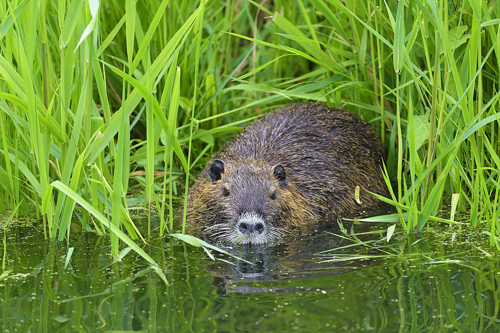 Coypu, Myocastor coypus, Germany, Europe