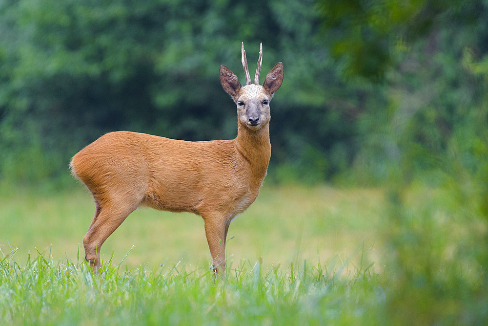 Western roe deer, Capreolus capreolus, Roebuck, Germany, Europe