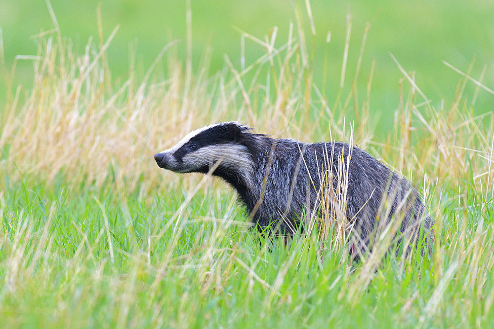 European badger on meadow, Meles meles, Hesse, Germany, Europe