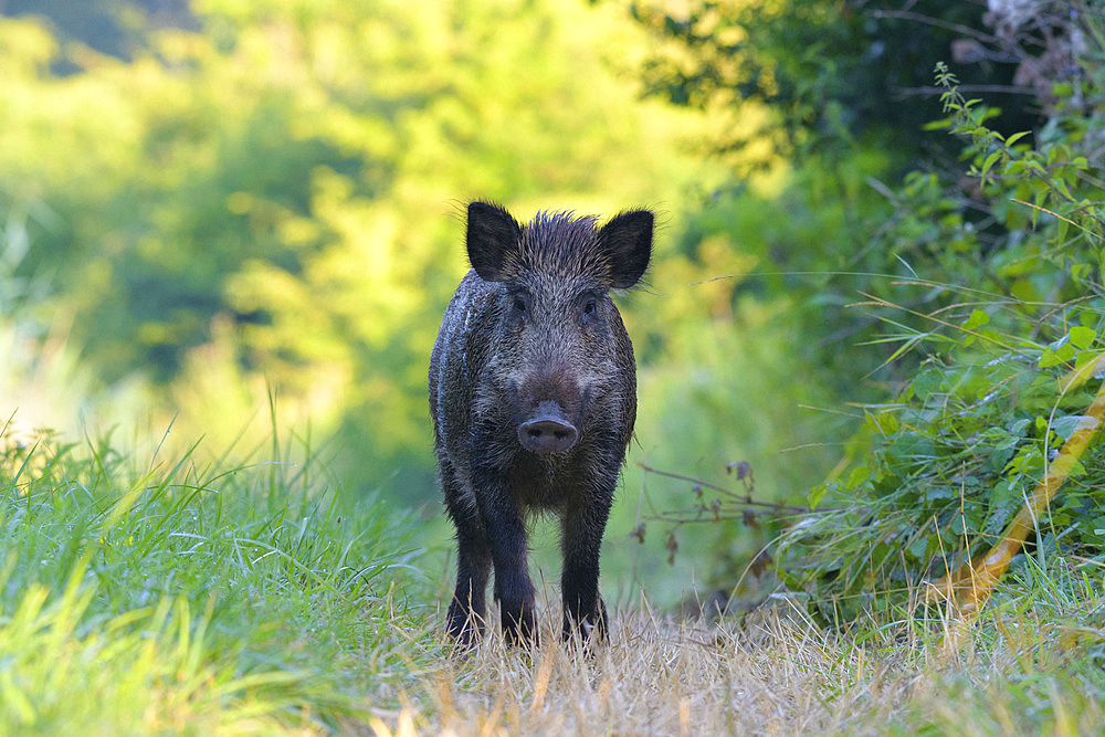 Wild boar in summer, Sus scrofa, Germany, Europe