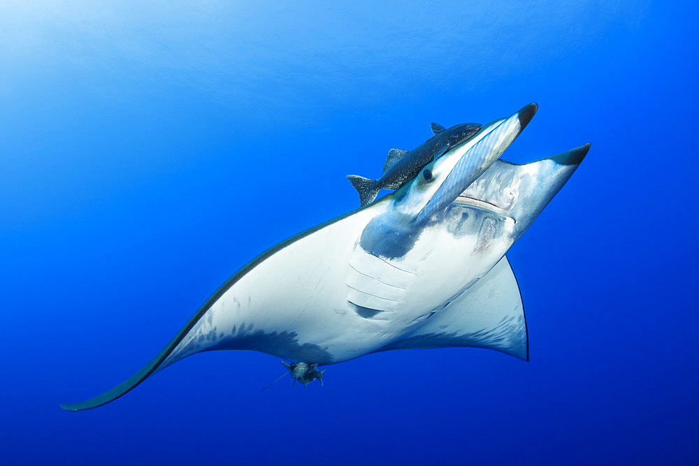 Sicklefin Mantas (Mobula tarapacana), Ambrosio dive site, Santa Maria Island, Azores, Portugal, Atlantic Ocean