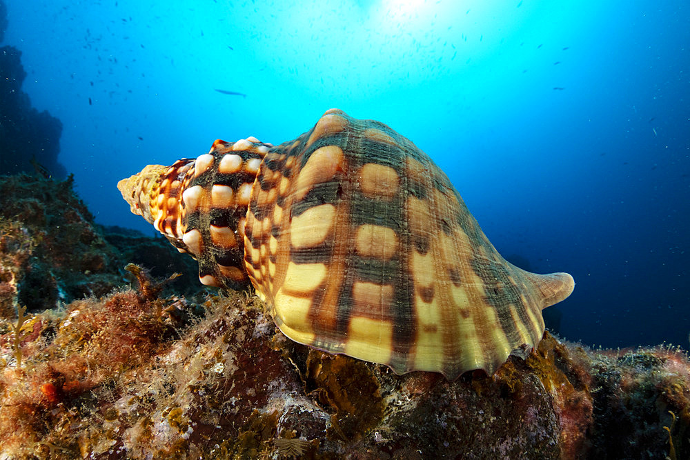 Triton´s Horn, Trumpet Shell (Charonia lampas), protected species, Santa Maria Island, Azores, Portugal, Atlantic Ocean