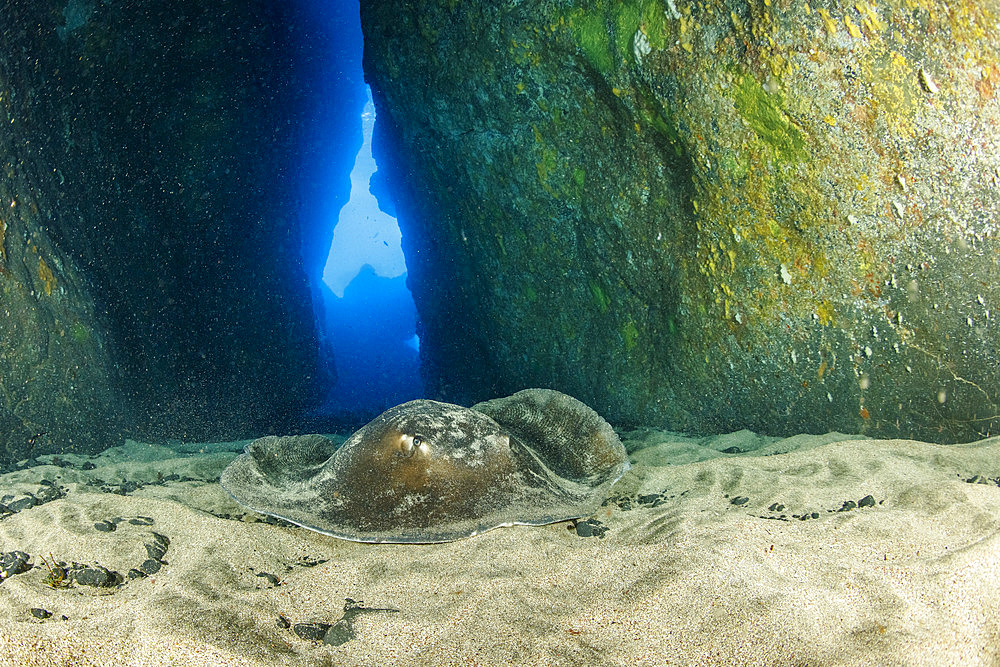 Common stingray (Dasyatis pastinaca) inside Gruta azul dive site, eastern coast of Santa Maria Island, Azores, Portugal, Atlantic Ocean