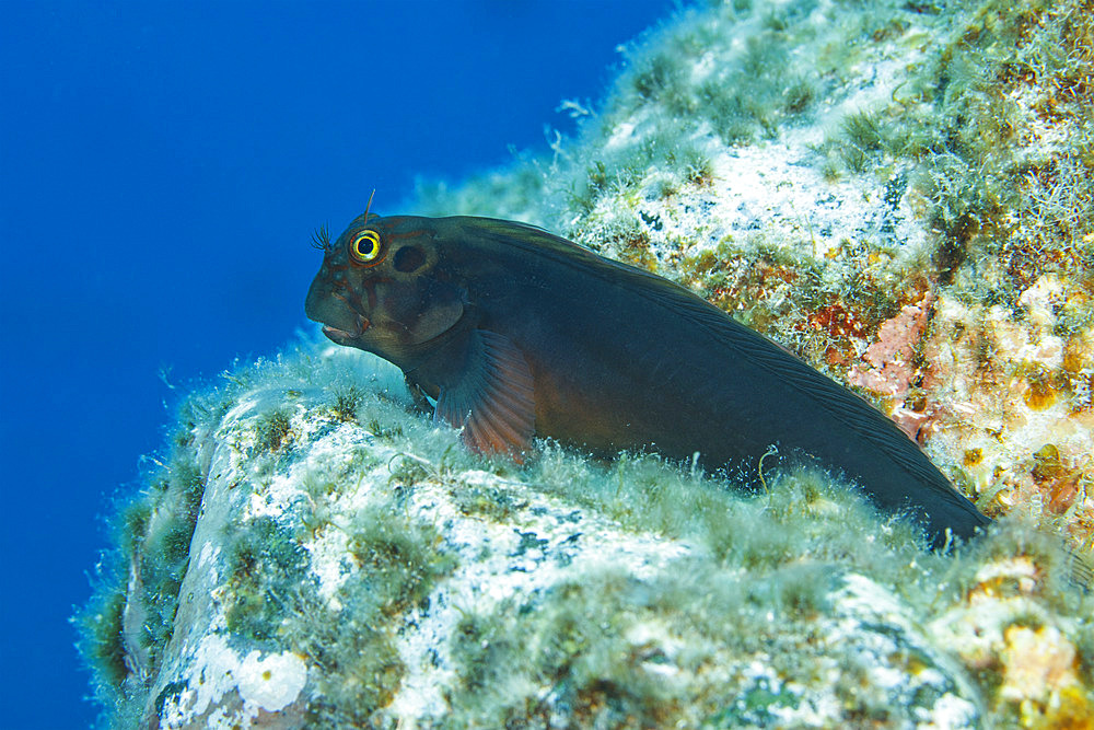 Redlip blenny (Ophioblennius atlanticus). Santa Maria Island, Azores, Portugal, Atlantic Ocean