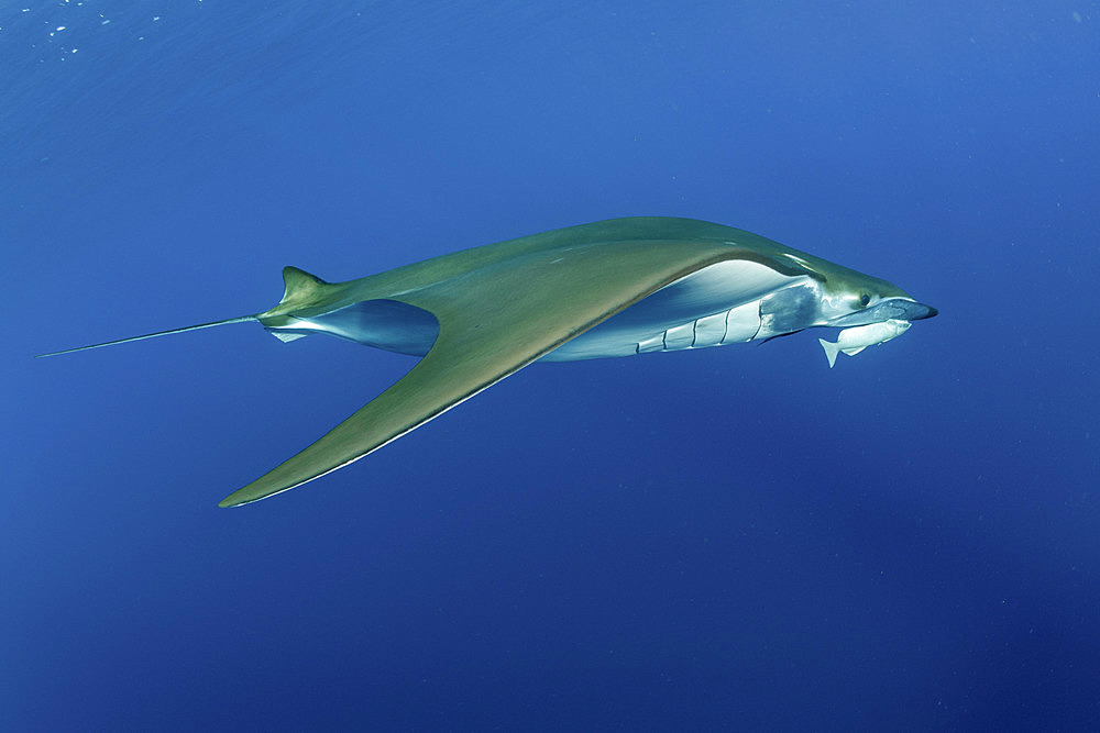 Sicklefin Mantas (Mobula tarapacana), Ambrosio dive site, Santa Maria Island, Azores, Portugal, Atlantic Ocean