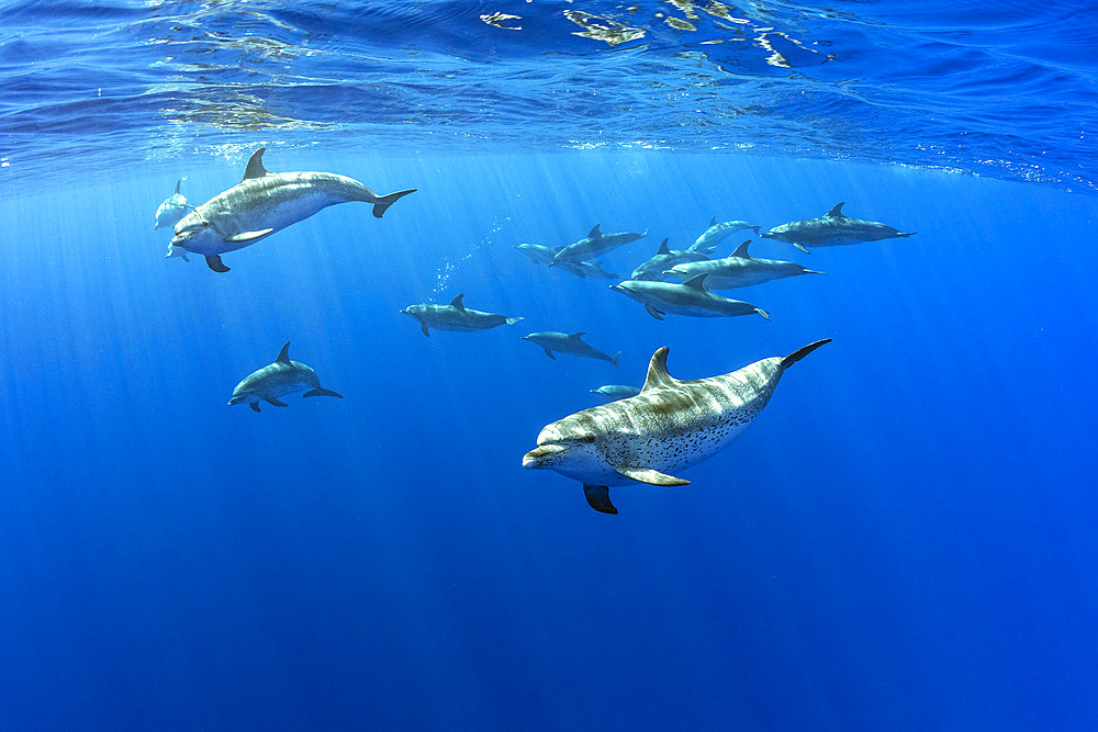 Atlantic spotted dolphins (Stenella frontalis), Formigas Islet dive site, 27 miles northeast of Santa Maria Island, Azores, Portugal, Atlantic Ocean