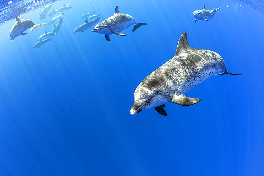 Atlantic spotted dolphins (Stenella frontalis), Formigas Islet dive site, 27 miles northeast of Santa Maria Island, Azores, Portugal, Atlantic Ocean