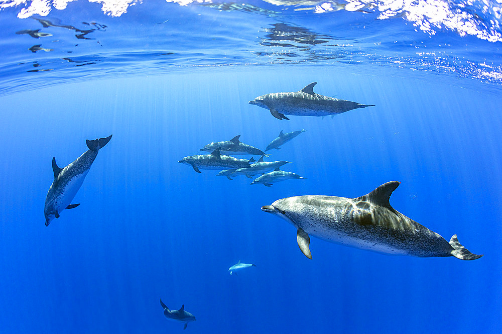 Atlantic spotted dolphins (Stenella frontalis), Formigas Islet dive site, 27 miles northeast of Santa Maria Island, Azores, Portugal, Atlantic Ocean