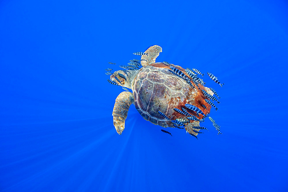 Loggerhead turtle (Caretta caretta) accompanied by pilotfish (Naucrates ductor) swimming near the surface. Santa Maria Island, Azores, Portugal, Atlantic Ocean