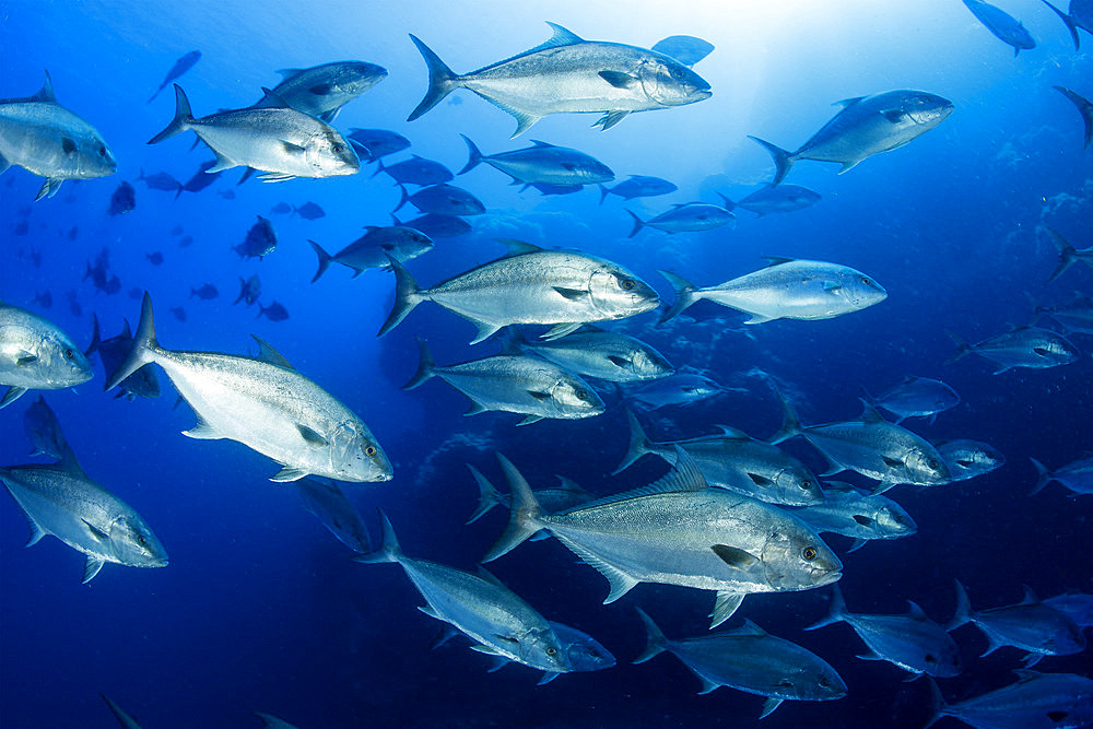 Shoal of Amberjack (Seriola rivoliana), Santa Maria Island, Azores, Portugal, Atlantic Ocean