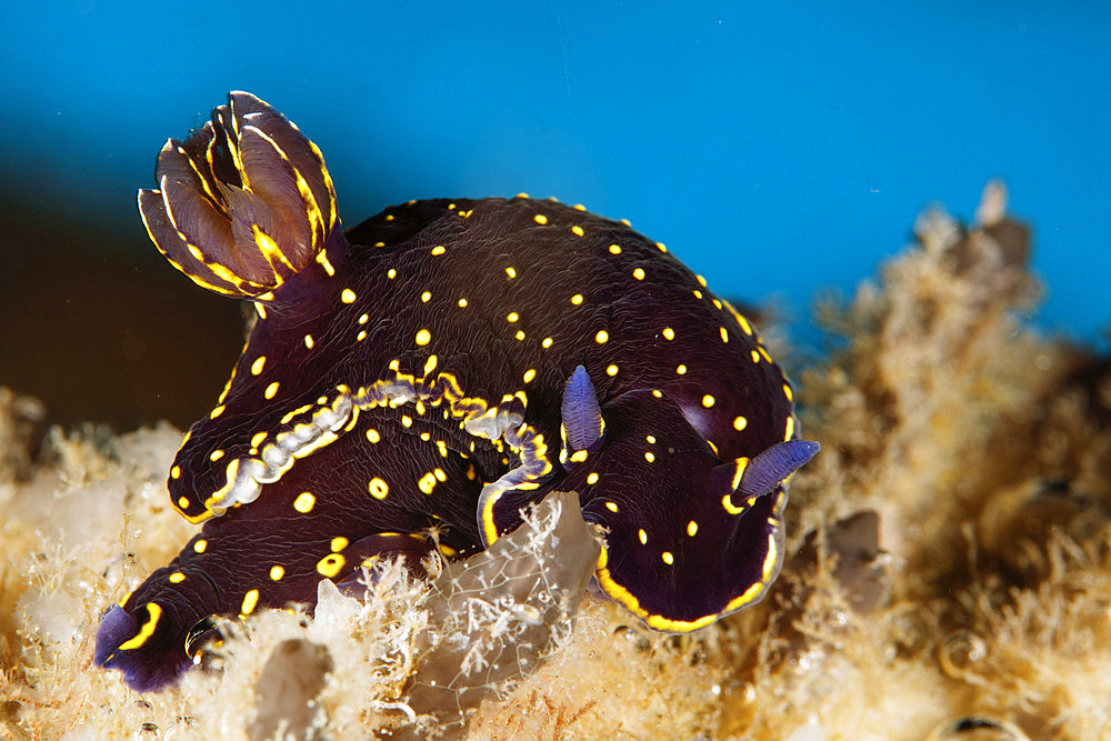 Nudibranch ( picta azorica). This subspecies is known only from the Azores. Santa Maria Island, Azores, Portugal, Atlantic Ocean