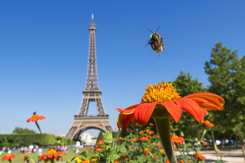 Bumblebee (Bombus terrestris) in flight over a garden flower in front of the Eiffel Tower in Paris, France