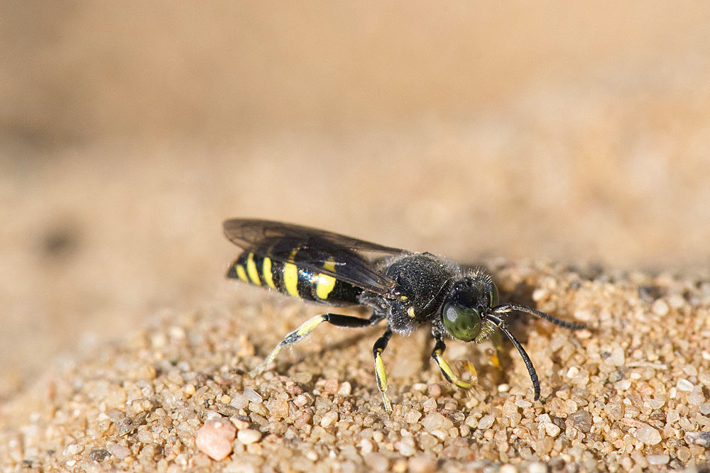 Digger wasp : Sand wasp (Bembecinus tridens) on sand, La Truchere Nature Reserve, Burgundy, France