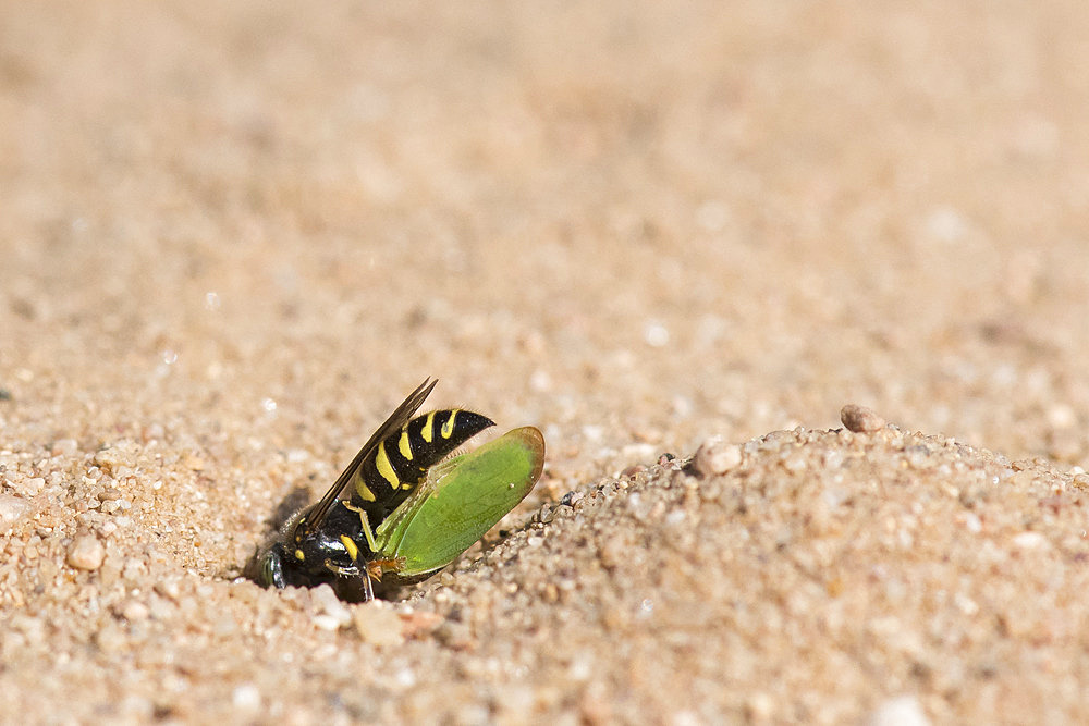 Digger wasp : Sand wasp (Bembecinus tridens) burying a leafhopper, La Truchere Nature Reserve, Burgundy, France