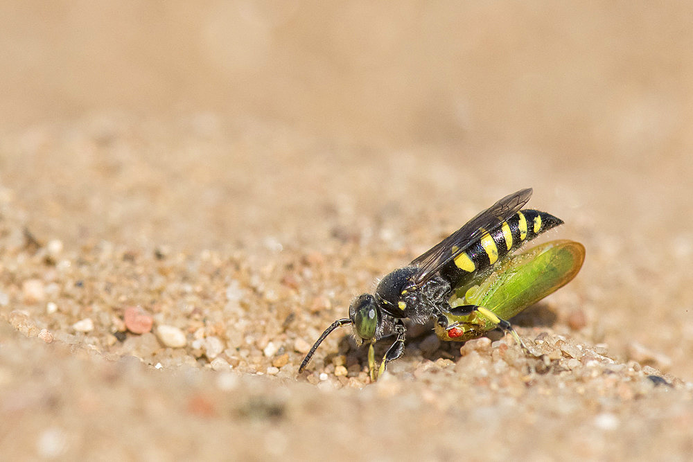 Digger wasp : Sand wasp (Bembecinus tridens) carrying a leafhopper, La Truchere Nature Reserve, Burgundy, France