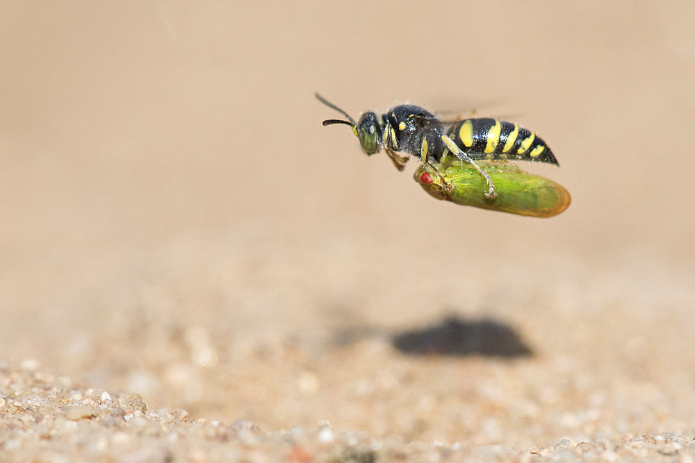 Digger wasp : Sand wasp (Bembecinus tridens) carrying a leafhopper in flight, La Truchere Nature Reserve, Burgundy, France