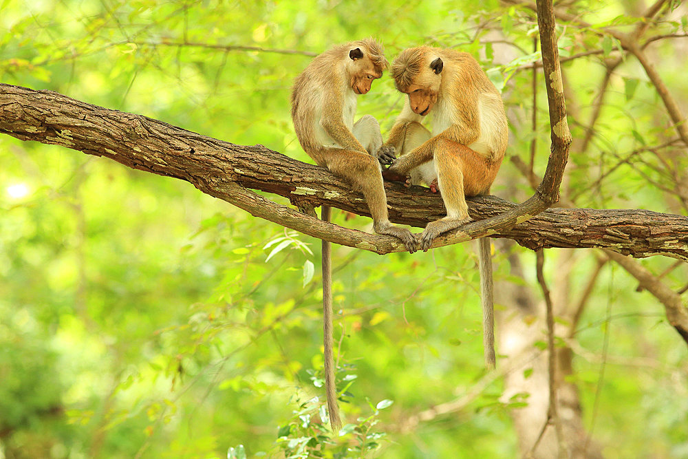 Toque macaque (Macaca sinica) grooming on a branch, Sri Lanka