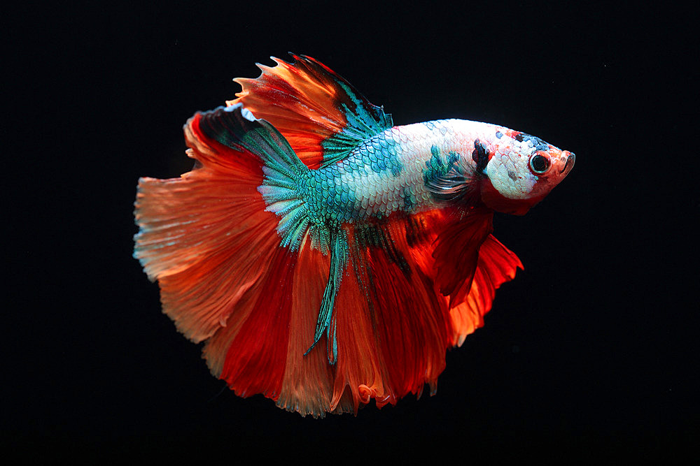 Siamese fighting fish (Betta splendens) 'Half Moon Fancy' on black background in aquarium
