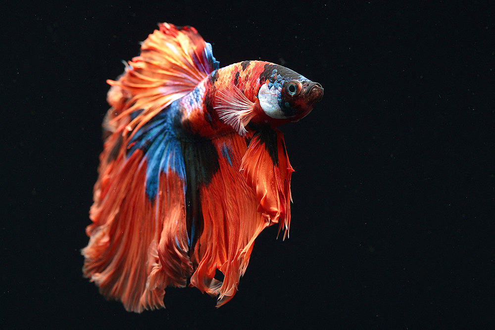 Siamese fighting fish (Betta splendens) 'Half Moon Fancy' on black background in aquarium