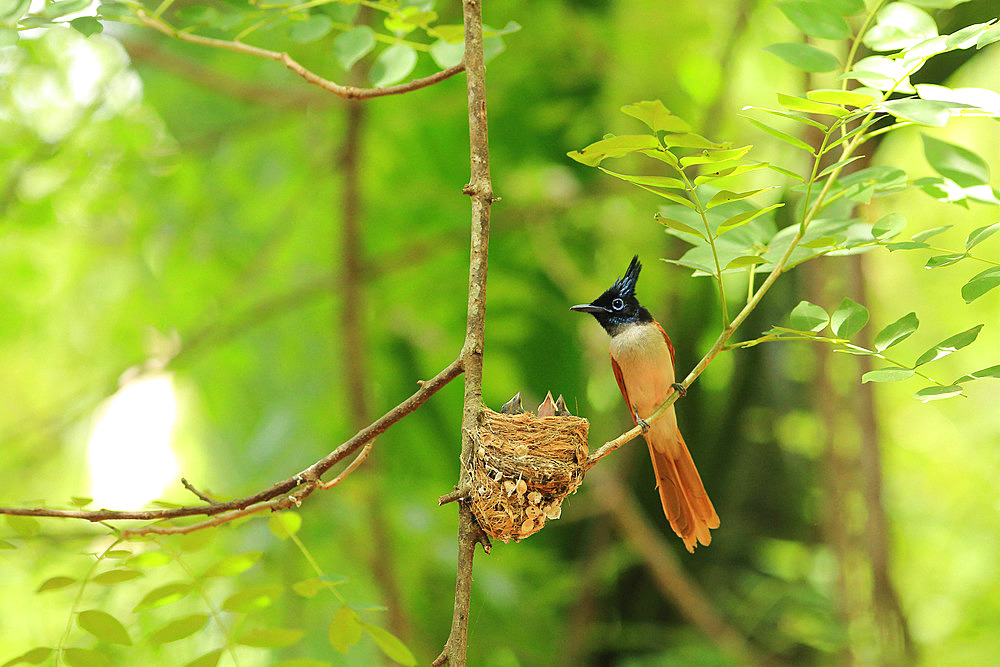 Asian Paradise Flycatcher (Terpsiphone paradisi) feeding its chicks in the nest, Sri Lanka