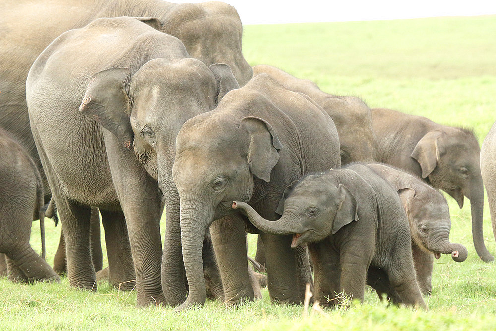 Herd of Asian elephants (Elephas maximus) with calves a few weeks old, Sri Lanka