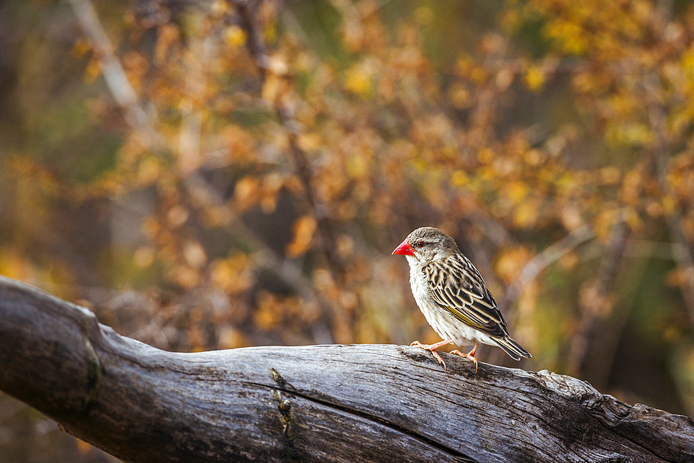 Red-billed Quelea (Quelea quelea) standing in a log with fall color background in Kruger National park, South Africa