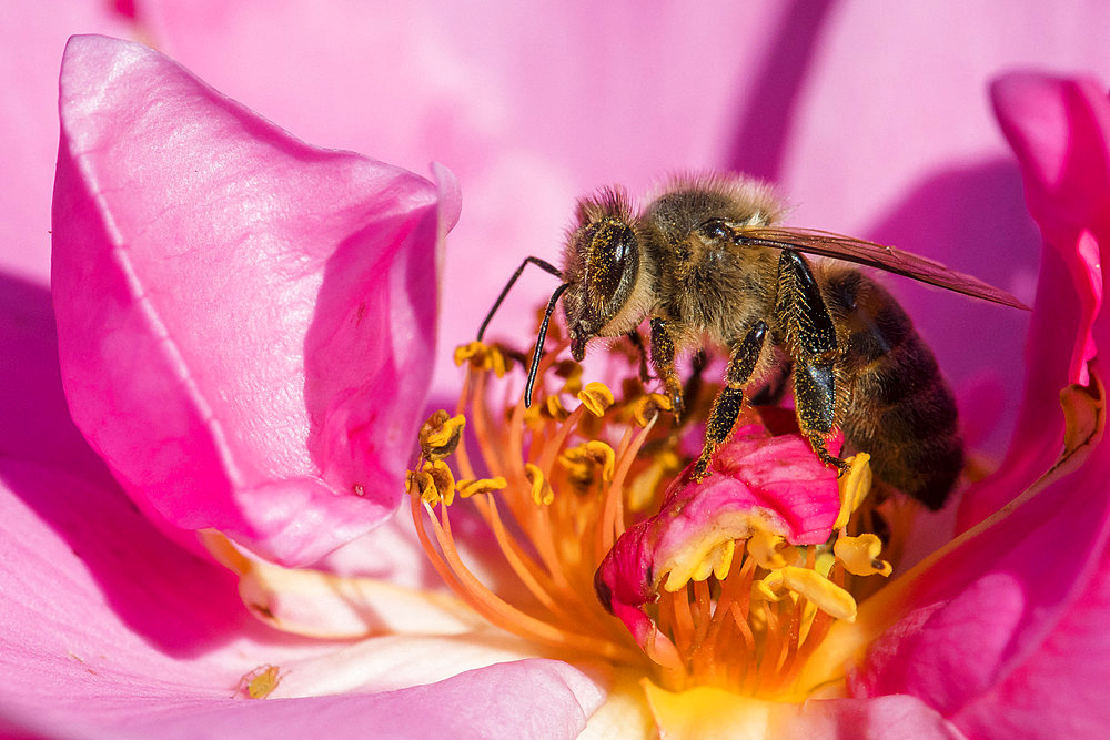 Honey bee (Apis mellifera) on rose flower, Jean-Marie Pelt Botanical Garden, Nancy, Lorraine, France