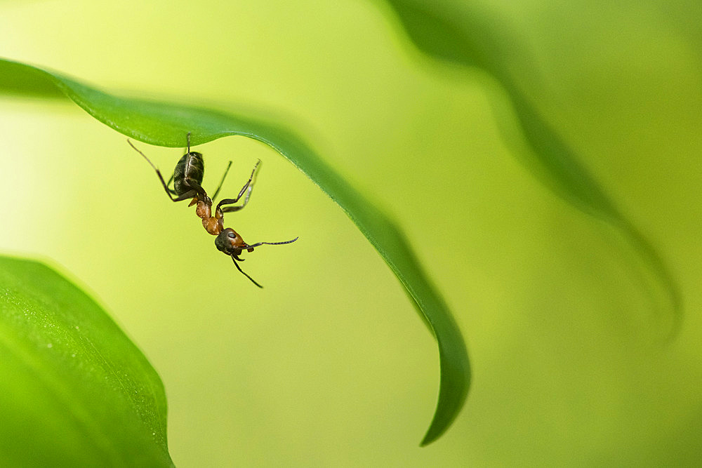 European Red Wood Ant (Formica polyctena) on a leaf, Lorraine, France