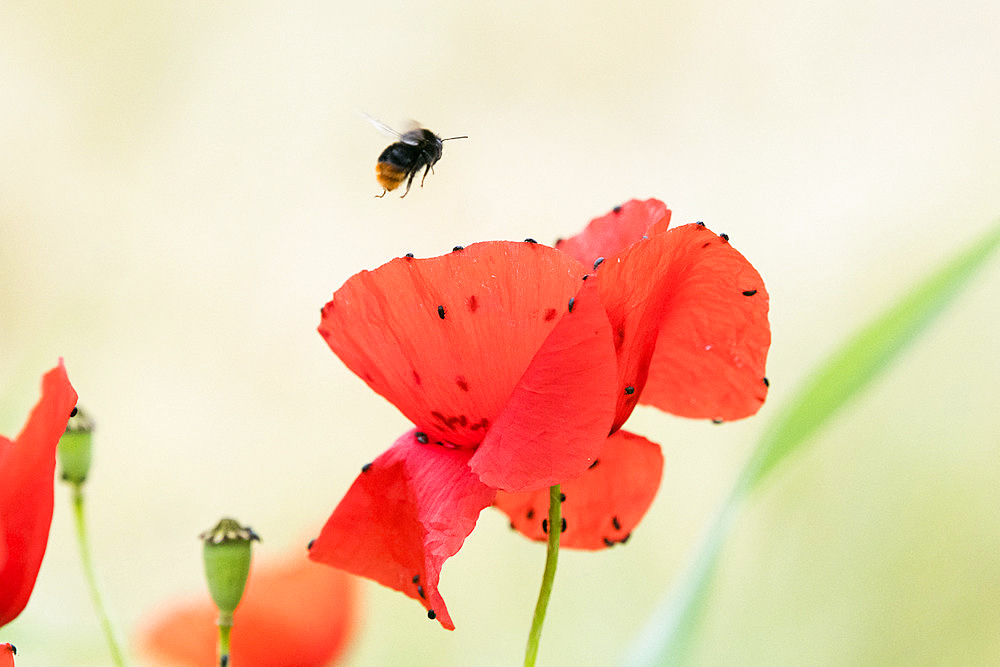 Red-tailed Bumblebee (Bombus lapidarius) in flight over a Poppy (Papaver rhoeas) in flower, Lorraine, France