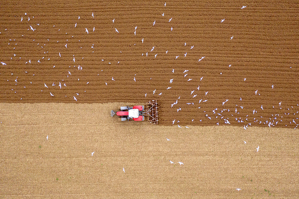 Gulls following a tractor during stubble ploughing in autumn, Pas-de-Calais, Opal Coast, France