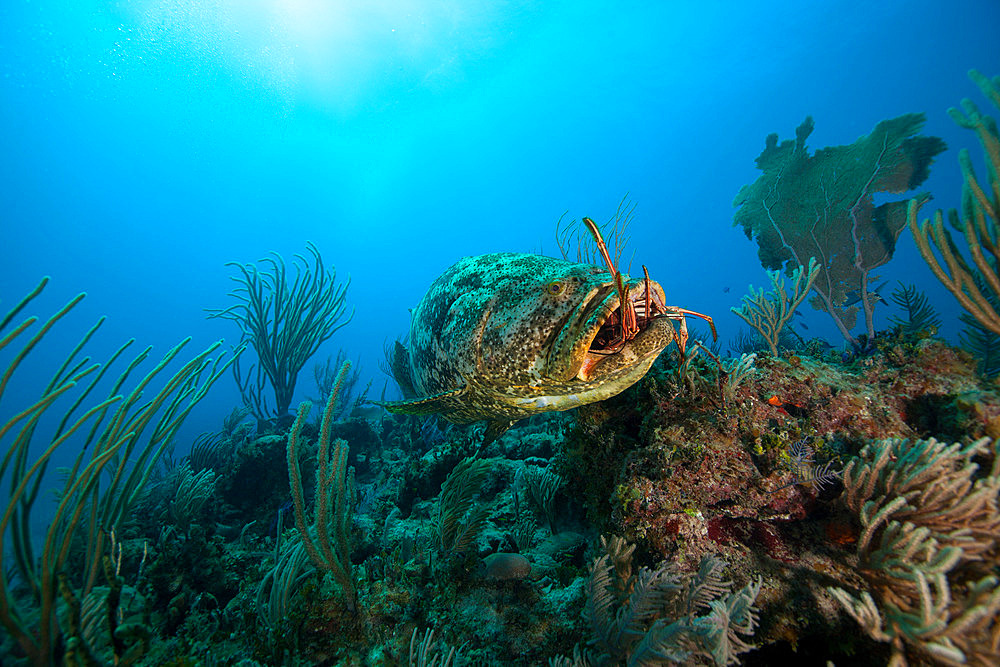 Goliath grouper (Epinephelus itajara) catching a lobster on a coral reef, Jardines de la Reina National Park, Cuba.