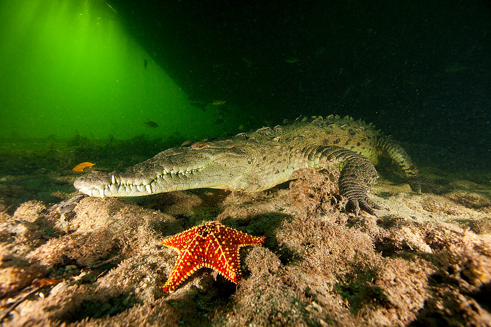 American marine crocodile (Crocodylus acutus) on the detritic bottom of a mangrove channel in the Jardines de la Reina National Park, Cuba