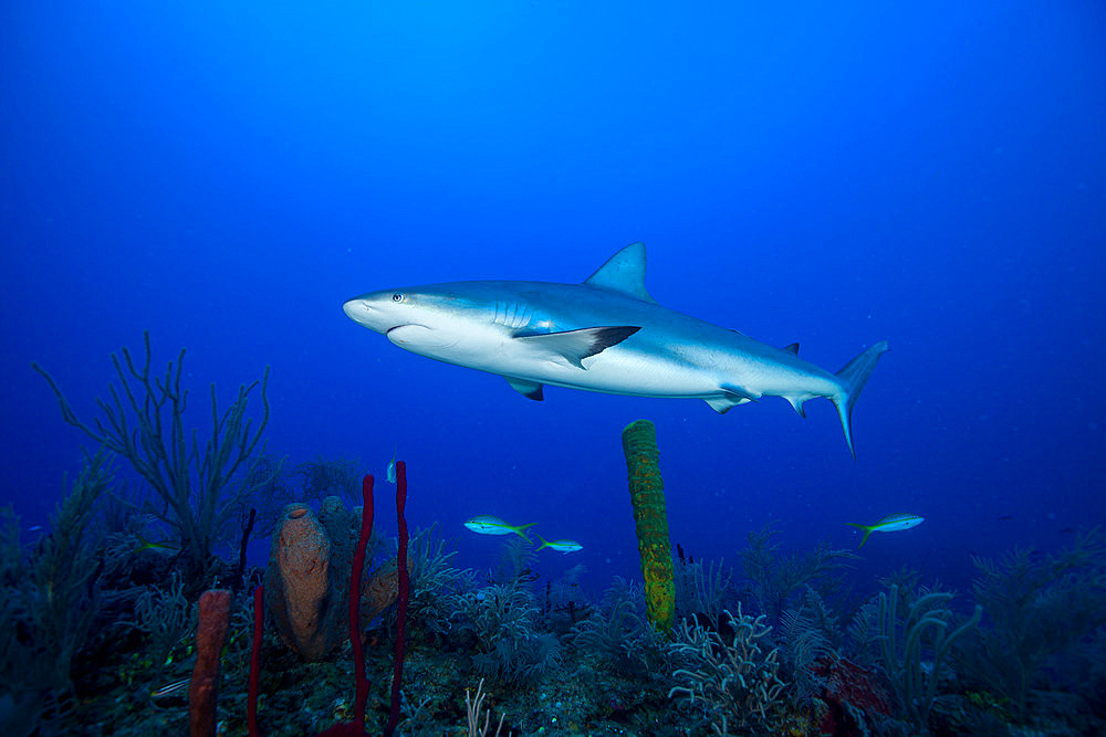 Grey reef shark (Carcharhinus amblyrhynchos) above the bottom, Jardines de la Reina National Park, Cuba