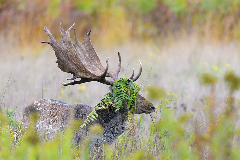 Fallow deer (Cervus dama) with ferns in the antler, Autumn, Germany, Europe