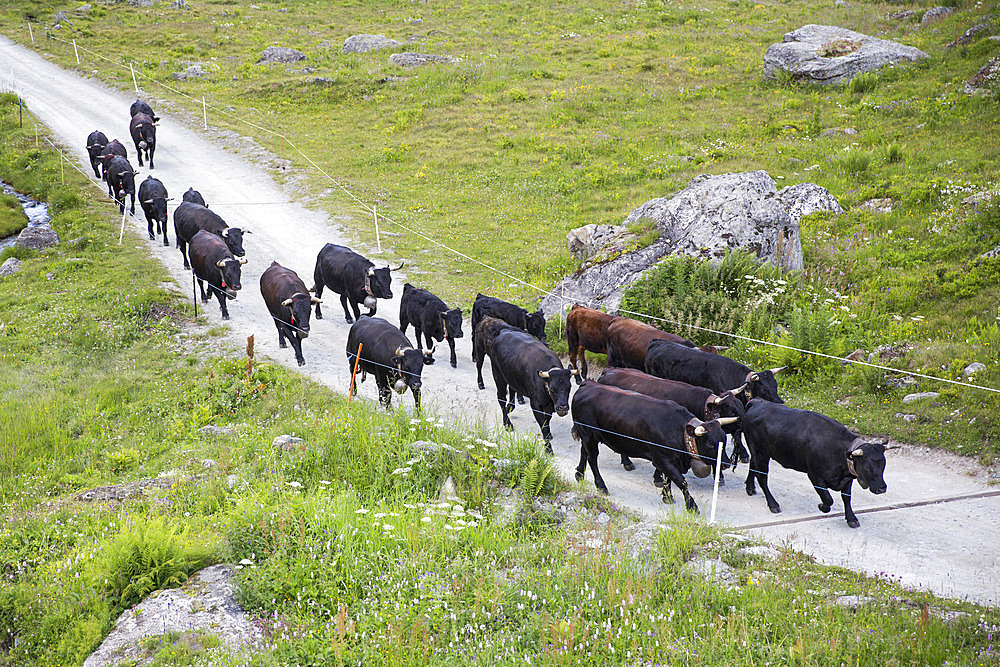 Transhumance of Herens cows, Val de Nandaz, Valais, Switzerland