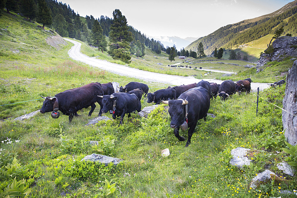 Transhumance of Herens cows, Val de Nandaz, Valais, Switzerland