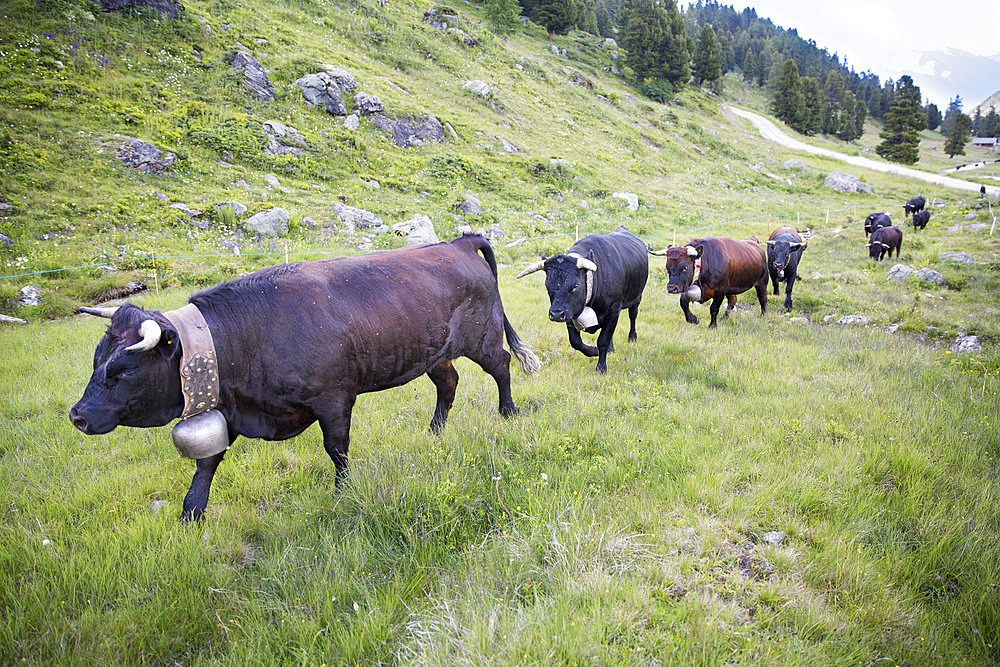 Transhumance of Herens cows, Val de Nandaz, Valais, Switzerland