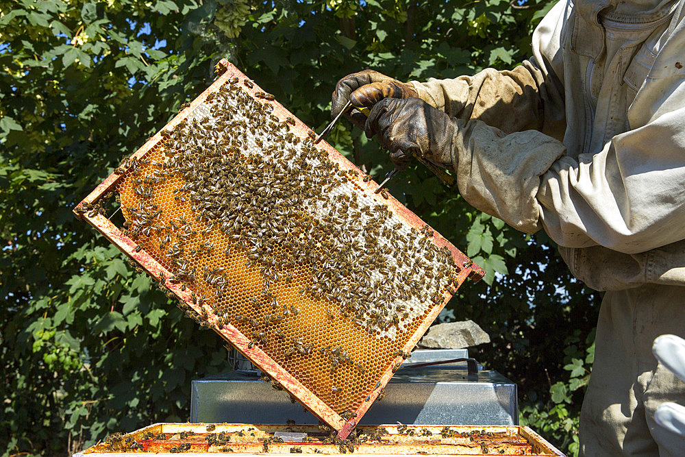 Bees on the frame of a beehive partially filled with honey, near Cluny, France