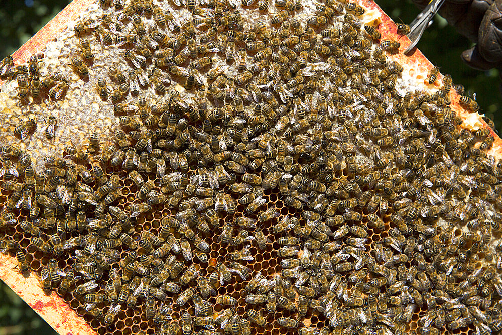 Bees on the frame of a beehive partially filled with honey, near Cluny, France