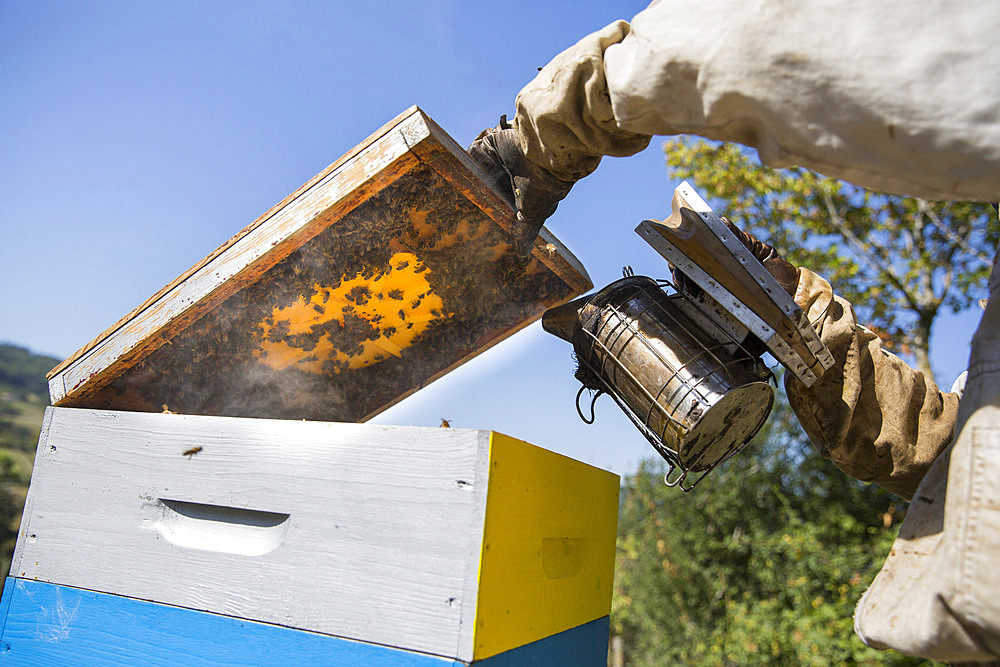 Smoked the bee hunt seen from below, it allows an easier harvest because once the bees are locked in the brood, the harvest of the supers becomes a simpler and less stressful operation for the bees, around Cluny, France