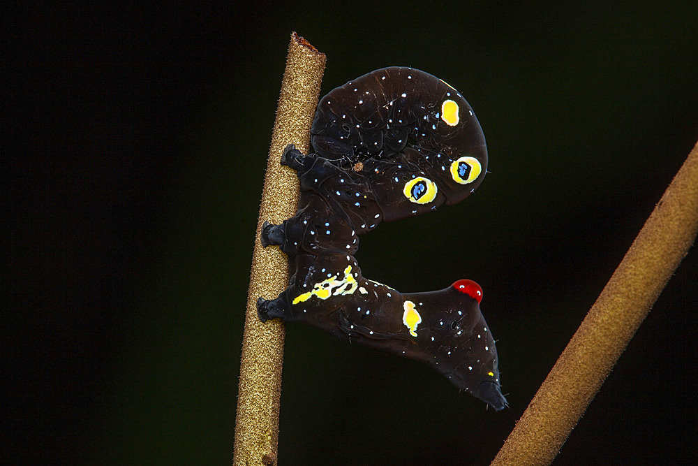 Fruit-piercing moth (Eudocima homaena), Caterpillar, Sinharaja Forest Reserve, Sri Lanka