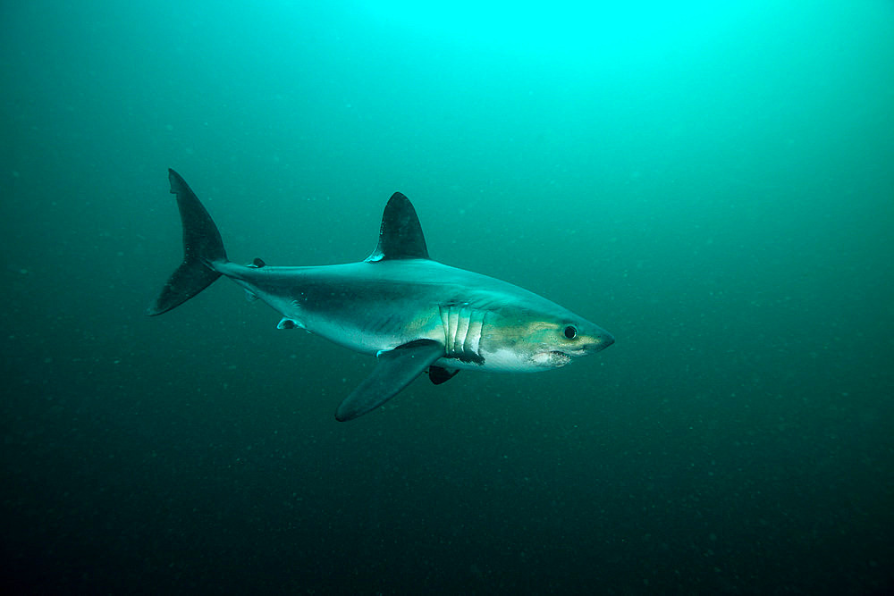 Porbeagle (Lamna nasus) off the coast of Brittany, France, English Channel