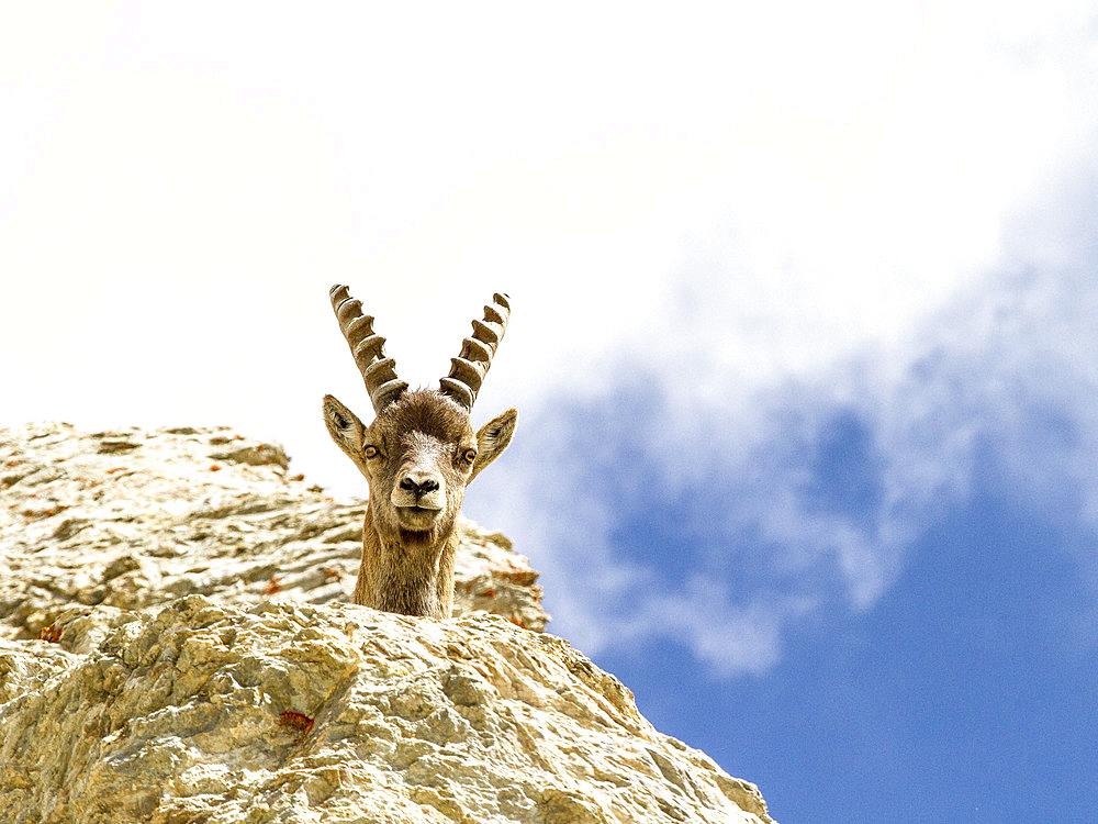 Alpine ibex (Capra ibex) overhanging, Ubaye, Alpes de Haute Provence, France