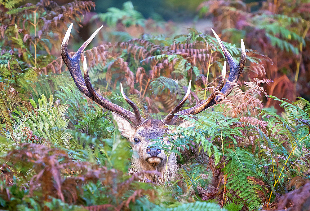 Red deer (Cervus elaphus) stag amongst bracken, England