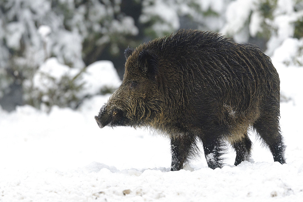 Wild boar in wintertime, Young Tusker, Sus scrofa, Bavaria, Germany, Europe